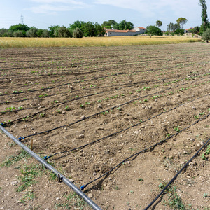 Tubo per irrigazione a goccia a emissione piatta per fattoria con spessore della parete di 0,3 mm - Product Image 3