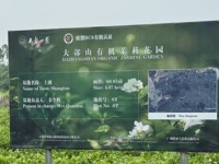 Vente en gros 2025 tisane de fleurs de jasmin biologique en vrac Produit de gros améliorant la santé