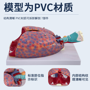 Modèle d'anatomie laryngée et cardio-pulmonaire humaine, modèle de segment pulmonaire et de trachée, modèle de cœur, anatomie laryngée, système respiratoire - Product Image 5