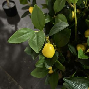 Vente <span class=keywords><strong>en</strong></span> gros d'arbres artificiels de citronniers de haute qualité <span class=keywords><strong>en</strong></span> <span class=keywords><strong>pot</strong></span>, plantes d'intérieur et d'<span class=keywords><strong>extérieur</strong></span> avec un aspect naturel durable <span class=keywords><strong>en</strong></span> plastique PE écologique - Product Image 5