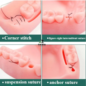 Set de Instrumentos de Sutura de Cuatro Dientes, Módulo Oral, Maniquí de Entrenamiento de Sutura, Tamaño Real, Material de PVC Avanzado para Periodontitis y Encías - Product Image 3