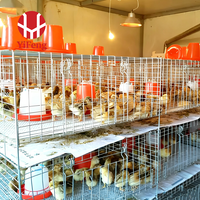Sistema de Jaulas para Pollos Tipo H de Acero Galvanizado, Marca YiFeng, Nuevo, Directo de Fábrica, Precio Competitivo para Producción Avícola en África