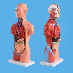 ADA-A1047 42cm modèle de torse anatomique 18 parties <span class=keywords><strong>asexué</strong></span> PVC plastique Silicone modèle de formation en sciences médicales pour l'école de médecine - Product Image 5