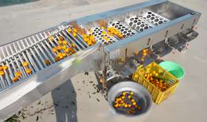 Buen valor para el dinero Portadores de frutas para máquinas clasificadoras Máquina clasificadora de lavado de frutas Equipo de clasificación de frutas - Product Image 5