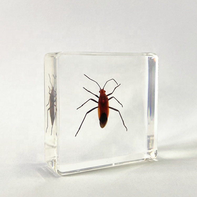 Инструмент для преподавания животных из прозрачной смолы Taxidermy, образец красных жуков для обучения биологии
