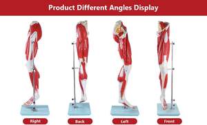 Model anatomi otot kaki Model kaki otot 3D Model otot kaki manusia yang dapat dilepas 13 bagian sistem navigasi otot - Product Image 5