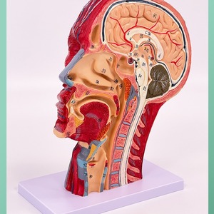 Modèle d'anatomie médicale de tête humaine avec muscles, nerfs et vaisseaux sanguins pour la micro-plastique du nerf facial en chirurgie esthétique - Product Image 4