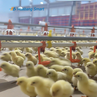 Système d'abreuvement automatique pour poulets, type Plasson, pour élevages de poulets de chair, équipement d'élevage certifié CE