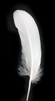 Plume de canard naturelle jaune pour Arts artisanat bricolage coiffure chapeau cheveux Costume accessoire carnaval fête mariage maison Halloween décor