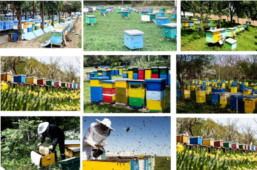 HURRISE Pelle à Désoperculer Fourche De Désoperculage Double Tête De Coupe De Miel Grattoir à