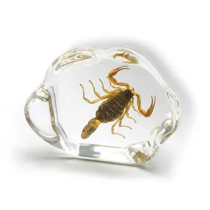 Hot selling insect specimen gifts small size resin desktop with real scorpion