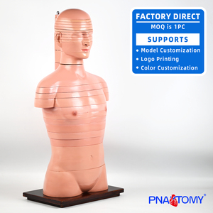 Model anatomi Torso cakram 24 lapisan ukuran hidup Model anatomi manusia Model otot dan saraf otak - Product Image 6