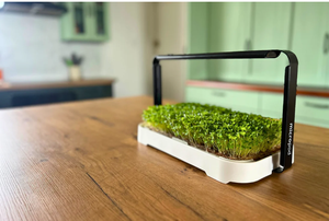 Kit de culture de germination de qualité supérieure et regrower d'oignons verts avec 2 bocaux Mason et couvercles de germination en fibres végétales supérieures. - Product Image 5