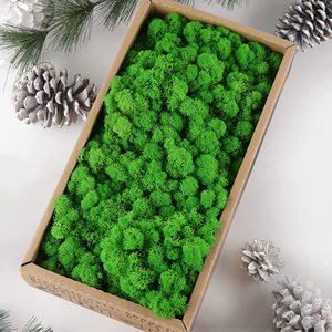 Musgo Verde Preservado para Interiores, Musgo de Reno Real Estabilizado, Decoración de Pared, Muestra Gratuita al por Mayor - Product Image 1