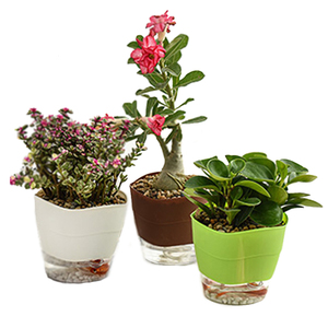 Hot sale cheap plastic flower pots manufacturer Simple dual-use self-absorbing flowerpot flower pots and planters