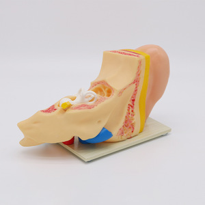 Modello Anatomico di Orecchio Umano in PVC Biologico, Modello Gigante per Educazione Medica, Modello 3D Ingrandito 3 Volte, Certificato CE/ISO - Product Image 2