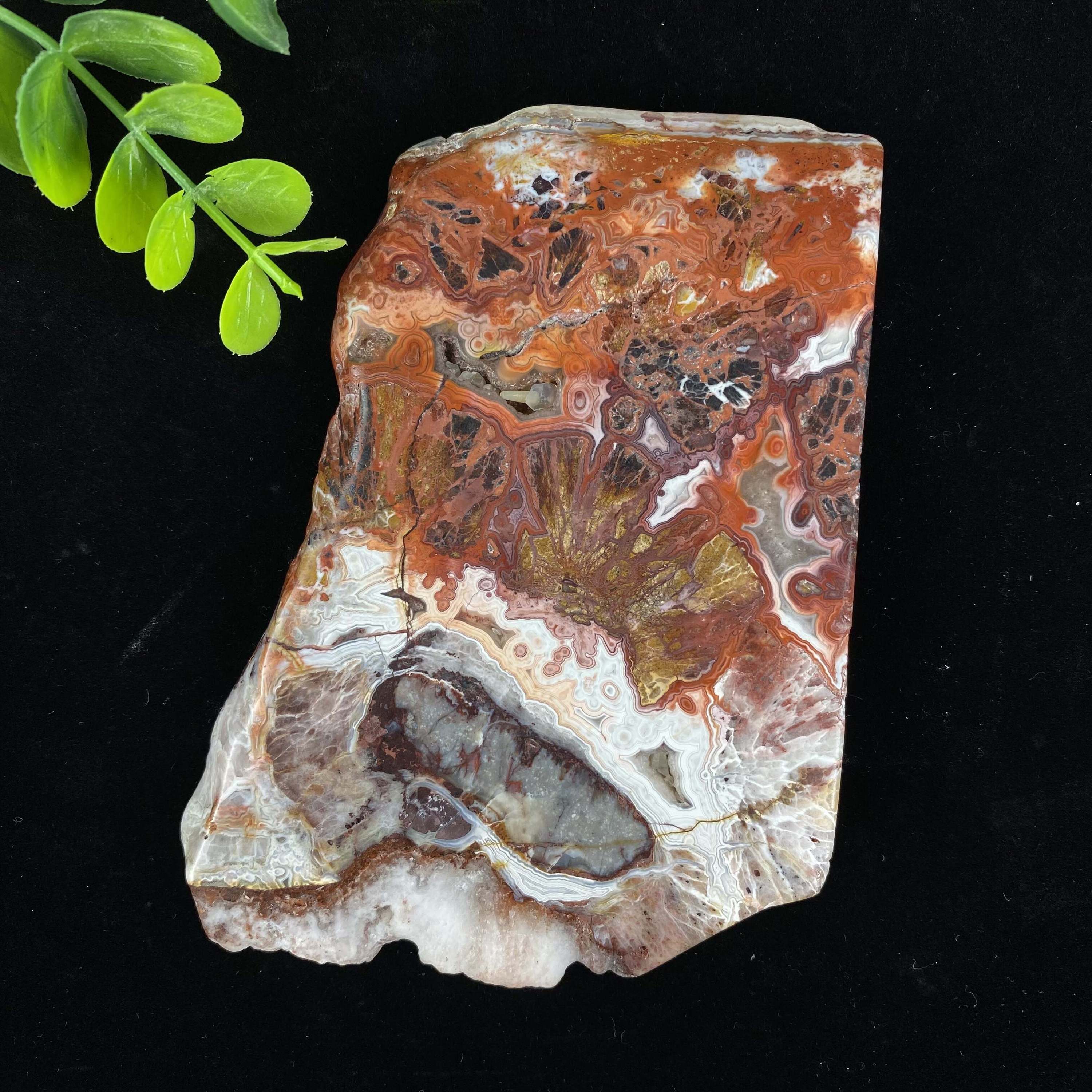 5. Agate folle du Mexique