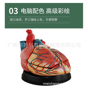 Modèle de cœur humain agrandi 5 fois, échographie Doppler couleur, modèle d'anatomie cardiaque, modèle de valve endocardeenne. - Product Image 5