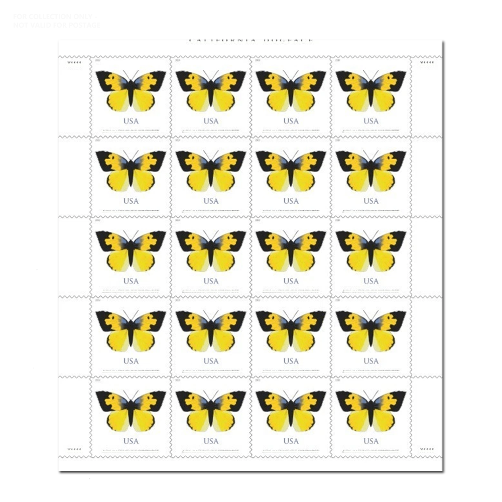 Papillon Dogface californien blanc Y33 2019