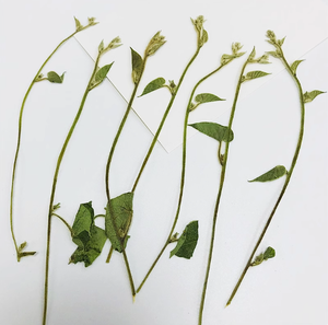 <span class=keywords><strong>Ipomoea</strong></span> con ramas Scrapbooking resina epoxi planta Natural ecológica flor prensada Real para marco - Product Image 1