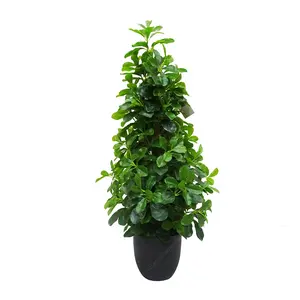 Bay leaf Artificial cone topiary tree