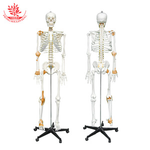 Modèle de squelette humain réaliste blanc pour l'enseignement de l'anatomie médicale, incluant une moitié d'un ligament ; spécimen de squelette adulte de 170 cm. - Product Image 5