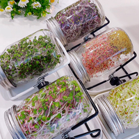 Pot à germination unique de 30 oz à large ouverture, germeur de graines décoratif d'intérieur et kit de germination de qualité supérieure