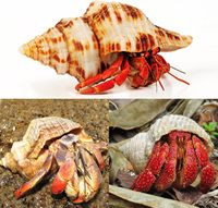 5PCS Extra Large Coquilles De Crabe Ermite Conque De Mer Naturelle Taille 3 " - 4.7" Taille D'ouverture 1.6" - 2.7" Coquillages Turbo pour Crabe Ermite