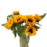 Bunga Matahari Potong Segar Grosir Helianthus Annuus untuk Buket Pernikahan Premium Pemasok Cina Rangkaian Bunga Batang Panjang