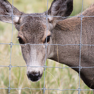 镀锌钢高张力铁丝农场围栏 1.0/1.2/2 <span class=keywords><strong>m</strong></span> 高 50 <span class=keywords><strong>m</strong></span> 长 牛羊农场围栏板 - Product Image 6