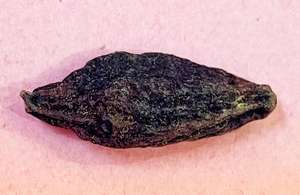 Produits agricoles Halileh pour la région du Golfe - Product Image 1