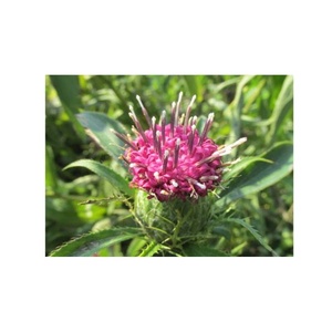 Extrato de ervas atractylode macrocephala/bighead atractylodes rhizome/grande atractylodos em pó - Product Image 1