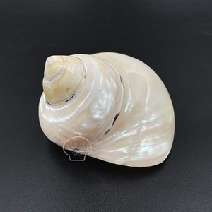Cangrejo ermitaño de concha <span class=keywords><strong>King</strong></span> Kong pulido natural reemplaza la Concha de Concha a la venta - Product Image 5