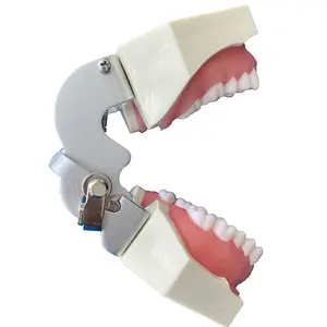 Dentadura de cerámica de pulpa, modelo de dientes de estudio Dental, 28 Uds., dientes dentales removibles, otros equipos dentales