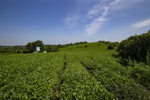 Witte Zilveren Naaldthee Luxe Bai Cha Bai Hao Yin Zhen