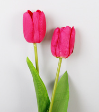 กุหลาบแดง