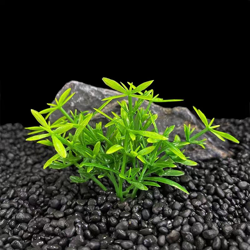 S226 erba lingua di serpente di colore commercio estero