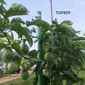 Strong and Durable Passion Fruit <b>Garden</b> Fiberglass Support <b>Pole</b> - Product Image 2