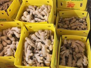 SINOFARM FOOD 2018 new crop <strong>fresh</strong> old <strong>ginger</strong> whole prices exporting to overseas brc  global - Product Image 5