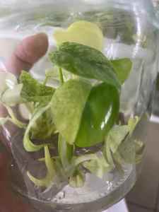 Plante de culture tissulaire de Monstera <span class=keywords><strong>Deliciosa</strong></span> blanche raraissante - 3-5 cm, cultivée en laboratoire, feuillage unique pour collectionneurs, certifiée Phyto - Product Image 2