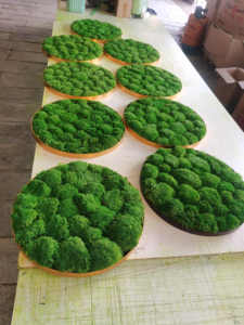 J-11205 Wholesale Customized Preserved <strong>Moss</strong> Panel Preserved Reindeer <strong>Moss</strong> With Frame for Home Decoration - Product Image 3