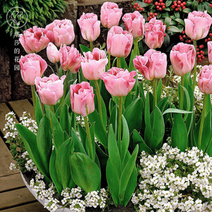 Bulbes de tulipes cultivés localement - Plantes fleurissantes <span class=keywords><strong>vivaces</strong></span> résistantes au froid (-5°C) faciles à faire pousser en intérieur/extérieur pour culture hydroponique - Product Image 2