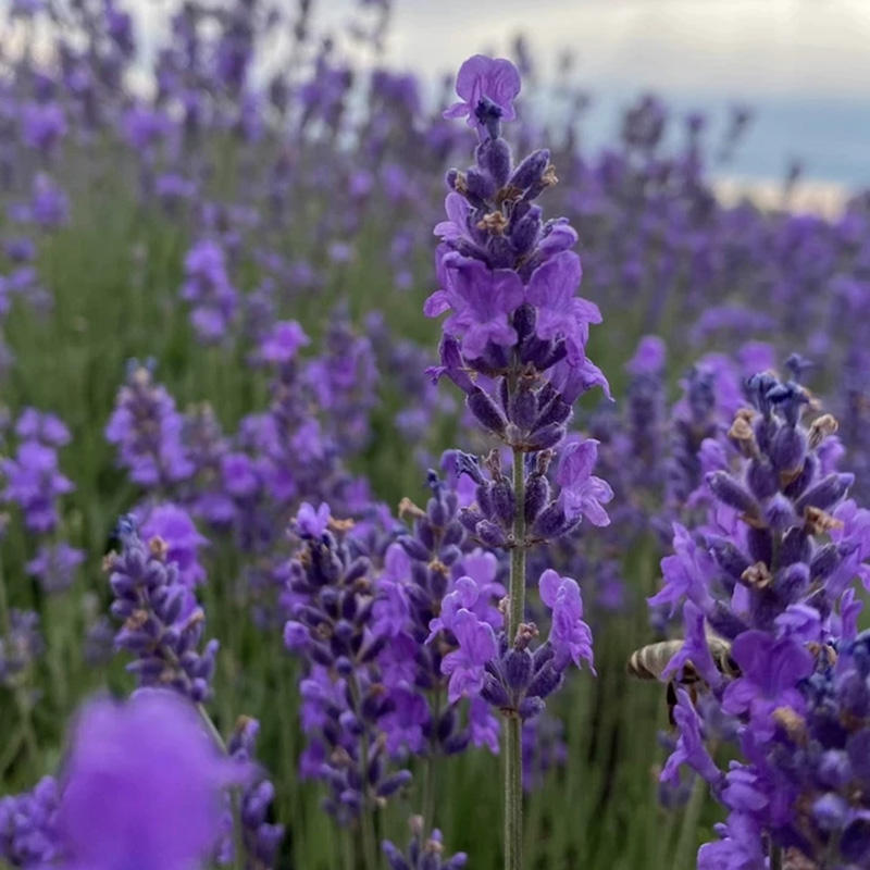 1# ลาเวนเดอร์