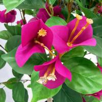 Pesanan Grosir Bunga Sutra Bougainvillea Imitasi 150cm Warna Pink Cerah Desain Khusus untuk Dekorasi Acara, Pusat Perbelanjaan, Lobi Hotel, dan Program