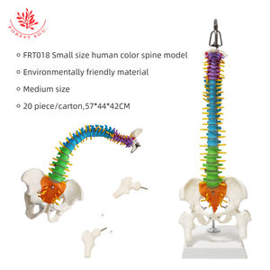 Humanes Anatomisches Farb-Rückwirbelmodell FRT018 kleine flexible Wirbel zervikal Lendenwirbel Nerven Medizin Forschung - Product Image 4