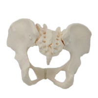 DARHMMY modelo de pelvis femenina de tamaño natural modelo anatómico de esqueleto humano para ciencia médica