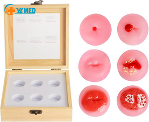 Modelo de Exhibición de Patología <span class=keywords><strong>Cervical</strong></span> Femenina para Ciencias Médicas, Niveles 1-6, Recursos Didácticos - Product Image 1