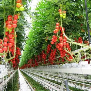 2023 New arrival Hydroponic system Strawberry gutter growing System commercial greenhouse tomatoes cucumber melon system