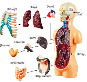 Forniture per laboratori scolastici set di strumenti apparato forniture per laboratori scientifici di biologia per l'istruzione all'ingrosso per la scuola STS-4P - Product Image 1