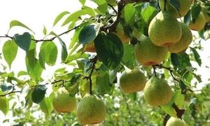<span class=keywords><strong>Pera</strong></span> fresca Shandong, <span class=keywords><strong>pera</strong></span> fresca Ya, <span class=keywords><strong>fruta</strong></span> china de grado, <span class=keywords><strong>pera</strong></span> amarilla dulce y crujiente jugosa, madurez 100% - Product Image 4